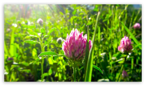 Wild Flower UltraHD Wallpaper for UHD 16:9 ; HD 16:9 ;