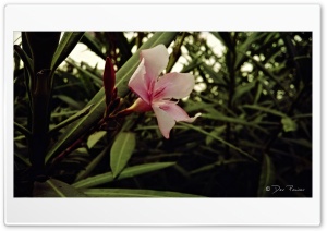 Wild Flower Ultra HD Wallpaper for 4K UHD Widescreen desktop, tablet & smartphone