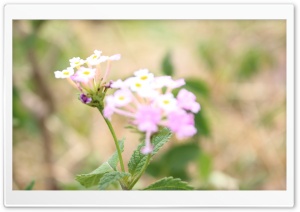 Wild Flower Ultra HD Wallpaper for 4K UHD Widescreen desktop, tablet & smartphone