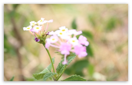 Wild Flower UltraHD Wallpaper for UHD 16:9 ; HD 16:9 ; Widescreen 16:10 5:3 ; Fullscreen 4:3 3:2 ;