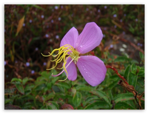 Wild flower at Phuhinrongla 01 UltraHD Wallpaper for Fullscreen 4:3 UXGA XGA SVGA ;