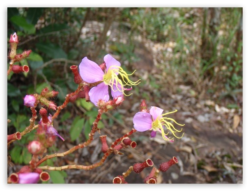 Wild flower at Phuhinrongla 02 UltraHD Wallpaper for Fullscreen 4:3 UXGA XGA SVGA ;