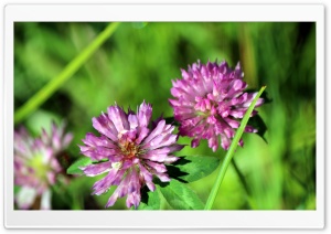 Wild Flowers Ultra HD Wallpaper for 4K UHD Widescreen desktop, tablet & smartphone