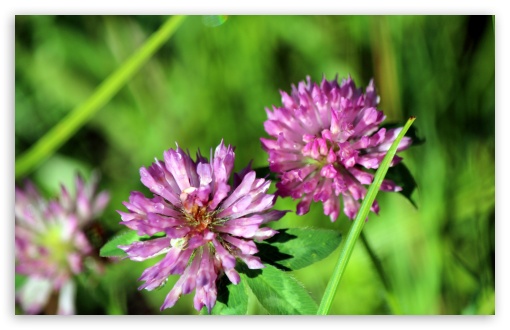 Wild Flowers UltraHD Wallpaper for Wide 16:10 5:3 Widescreen WHXGA WQXGA WUXGA WXGA WGA ; 8K UHD TV 16:9 Ultra High Definition 2160p 1440p 1080p 900p 720p ; UHD 16:9 2160p 1440p 1080p 900p 720p ; Standard 4:3 5:4 3:2 Fullscreen UXGA XGA SVGA QSXGA SXGA DVGA HVGA HQVGA ( Apple PowerBook G4 iPhone 4 3G 3GS iPod Touch ) ; Tablet 1:1 ; iPad 1/2/Mini ; Mobile 4:3 5:3 3:2 16:9 5:4 - UXGA XGA SVGA WGA DVGA HVGA HQVGA ( Apple PowerBook G4 iPhone 4 3G 3GS iPod Touch ) 2160p 1440p 1080p 900p 720p QSXGA SXGA ;