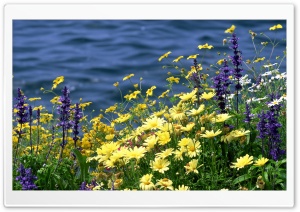 Wild Flowers And River Ultra HD Wallpaper for 4K UHD Widescreen desktop, tablet & smartphone