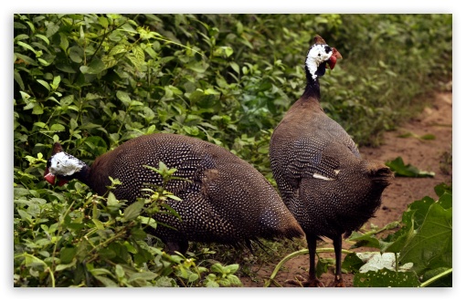 Wild Fowl UltraHD Wallpaper for UHD 16:9 ; HD 16:9 ; Widescreen 16:10 5:3 ; Fullscreen 3:2 ;