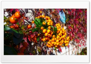 Wild Fruits Background Ultra HD Wallpaper for 4K UHD Widescreen desktop, tablet & smartphone