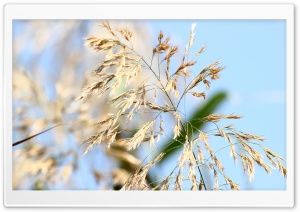 Wild Grass Ultra HD Wallpaper for 4K UHD Widescreen desktop, tablet & smartphone