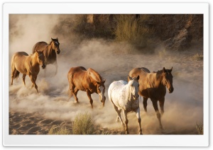 Wild Horse Herd Ultra HD Wallpaper for 4K UHD Widescreen desktop, tablet & smartphone