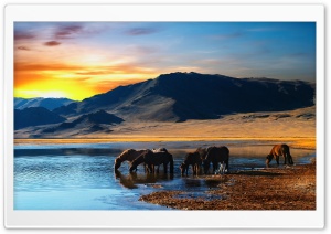 Wild Horses Ultra HD Wallpaper for 4K UHD Widescreen desktop, tablet & smartphone