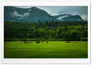 Wild Horses Ultra HD Wallpaper for 4K UHD Widescreen desktop, tablet & smartphone