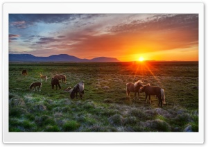 Wild Horses At Sunset Ultra HD Wallpaper for 4K UHD Widescreen desktop, tablet & smartphone