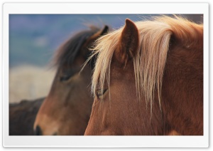 Wild Horses Bulgaria Ultra HD Wallpaper for 4K UHD Widescreen desktop, tablet & smartphone