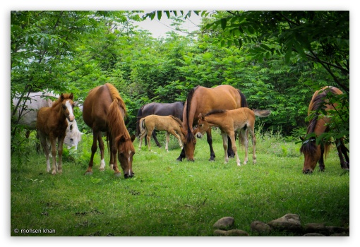 Wild horses in Iran UltraHD Wallpaper for Fullscreen 3:2 DVGA HVGA HQVGA ( Apple PowerBook G4 iPhone 4 3G 3GS iPod Touch ) ;