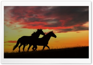 Wild Horses Running Ultra HD Wallpaper for 4K UHD Widescreen desktop, tablet & smartphone