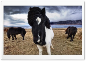 Wild Icelandic Horses Ultra HD Wallpaper for 4K UHD Widescreen desktop, tablet & smartphone