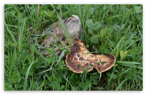 Wild Mushroom UltraHD Wallpaper for Wide 16:10 5:3 Widescreen WHXGA WQXGA WUXGA WXGA WGA ; 8K UHD TV 16:9 Ultra High Definition 2160p 1440p 1080p 900p 720p ; UHD 16:9 2160p 1440p 1080p 900p 720p ; Standard 3:2 Fullscreen DVGA HVGA HQVGA ( Apple PowerBook G4 iPhone 4 3G 3GS iPod Touch ) ; Mobile 5:3 3:2 16:9 - WGA DVGA HVGA HQVGA ( Apple PowerBook G4 iPhone 4 3G 3GS iPod Touch ) 2160p 1440p 1080p 900p 720p ;