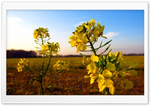 Wild Mustard Flower Ultra HD Wallpaper for 4K UHD Widescreen desktop, tablet & smartphone