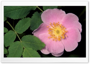 Wild Pink Rose 4K UHD Wallpaper for Widescreen and UltraWide Desktop, UltraHD TV, Smartphone, Tablet