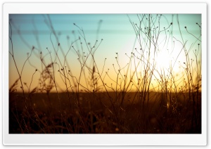 Wild Plants 1 Ultra HD Wallpaper for 4K UHD Widescreen desktop, tablet & smartphone