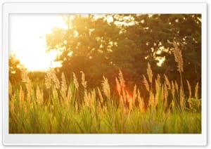 Wild Plants in Sunlight Glow Nature 4K UHD Wallpaper for Widescreen and UltraWide Desktop, UltraHD TV, Smartphone, Tablet