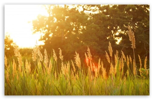 Wild Plants in Sunlight Glow Nature UltraHD Wallpaper for UHD 16:9 ; HD 16:9 ; UltraWide 21:9 24:10 ; Widescreen 16:10 ; Fullscreen 3:2 ; Tablet 1:1 ; Mobile 9:16 9:19.5 9:20 9:21 9:22 ;