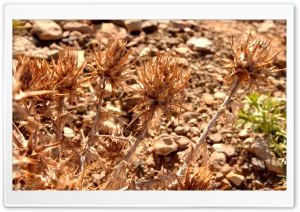 Wild Plants of Ziarat Valley Ultra HD Wallpaper for 4K UHD Widescreen Desktop, Lockscreen, Screensaver, TV, Tablet, Smartphone