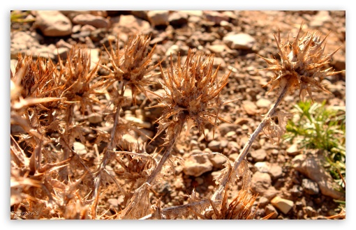 Wild Plants of Ziarat Valley UltraHD Wallpaper for UHD 16:9 ; HD 16:9 ; Widescreen 16:10 5:3 ; Fullscreen 4:3 3:2 ; Tablet 1:1 ; Mobile 3:5 3:4 ; Dual 5:4 ;