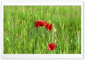 Wild Poppy Flowers In Wheat Field Ultra HD Wallpaper for 4K UHD Widescreen desktop, tablet & smartphone