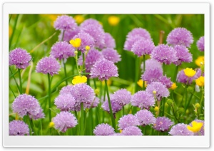 Wild Purple Flowers Ultra HD Wallpaper for 4K UHD Widescreen desktop, tablet & smartphone
