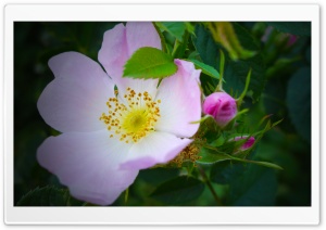 Wild Rose Macro Ultra HD Wallpaper for 4K UHD Widescreen Desktop, Lockscreen, Screensaver, TV, Tablet, Smartphone