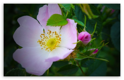 Wild Rose Macro UltraHD Wallpaper for UHD 16:9 ; HD 16:9 ; Widescreen 16:10 5:3 ; Fullscreen 4:3 5:4 3:2 ; Tablet 1:1 ;