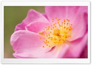 Wild Rose Macro Ultra HD Wallpaper for 4K UHD Widescreen desktop, tablet & smartphone