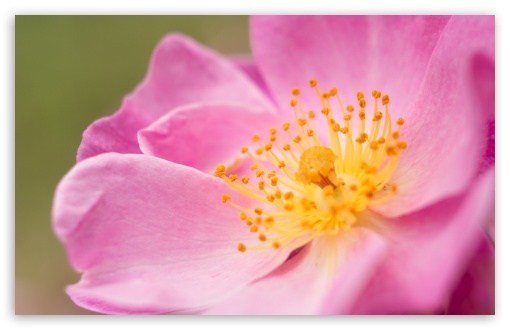 Wild Rose Macro UltraHD Wallpaper for HD 16:9 ; Widescreen 16:10 5:3 ; Fullscreen 4:3 5:4 3:2 ; Tablet 1:1 ;