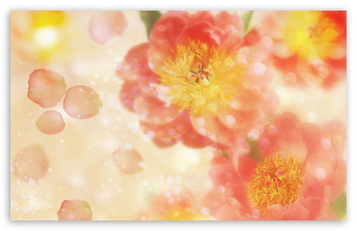 Wild Roses 4 UltraHD Wallpaper for HD 16:9 ; Widescreen 16:10 5:3 ; Fullscreen 4:3 5:4 3:2 ; Tablet 1:1 ;