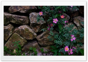 Wild Roses in Stone Garden Scene 4K UHD Wallpaper for Widescreen and UltraWide Desktop, UltraHD TV, Smartphone, Tablet