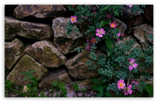 Wild Roses in Stone Garden Scene UltraHD Wallpaper for UHD 16:9 ; HD 16:9 ; UltraWide 21:9 24:10 32:9 32:10 ; Widescreen 16:10 5:3 ; Fullscreen 4:3 5:4 3:2 ; Tablet 1:1 ; Mobile 9:16 9:19.5 9:20 9:21 9:22 10:16 2:3 3:5 3:4 ; Dual 16:10 5:3 16:9 4:3 5:4 3:2 ; Triple 16:10 5:3 16:9 4:3 5:4 3:2 ;