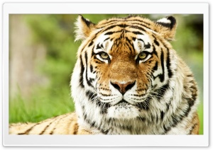 Wild Siberian Tiger Ultra HD Wallpaper for 4K UHD Widescreen desktop, tablet & smartphone