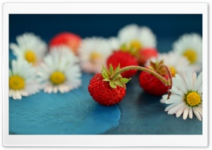 Wild Strawberries and Daisies Ultra HD Wallpaper for 4K UHD Widescreen desktop, tablet & smartphone