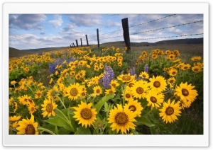 Wild Sunflowers Ultra HD Wallpaper for 4K UHD Widescreen desktop, tablet & smartphone
