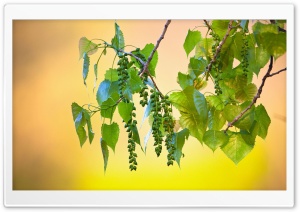 Wild Tree Fruits Ultra HD Wallpaper for 4K UHD Widescreen desktop, tablet & smartphone