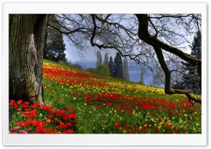 Wild Tulips Ultra HD Wallpaper for 4K UHD Widescreen desktop, tablet & smartphone