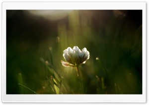 Wild White Flower Ultra HD Wallpaper for 4K UHD Widescreen desktop, tablet & smartphone