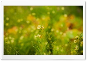 Wild White Flowers Ultra HD Wallpaper for 4K UHD Widescreen desktop, tablet & smartphone