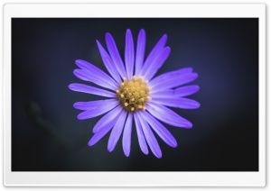 Wildflower Ultra HD Wallpaper for 4K UHD Widescreen desktop, tablet & smartphone