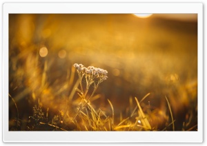 Wildflower in Golden Sunset 4K UHD Wallpaper for Widescreen and UltraWide Desktop, UltraHD TV, Smartphone, Tablet