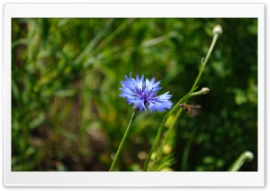 Wildflower Summer Ultra HD Wallpaper for 4K UHD Widescreen desktop, tablet & smartphone