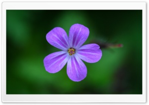 Wildflower, Tom McCall Preserve at Rowena Ultra HD Wallpaper for 4K UHD Widescreen desktop, tablet & smartphone