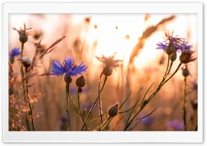 Wildflowers Ultra HD Wallpaper for 4K UHD Widescreen desktop, tablet & smartphone