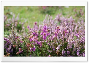 Wildflowers 4K UHD Wallpaper for Widescreen and UltraWide Desktop, UltraHD TV, Smartphone, Tablet